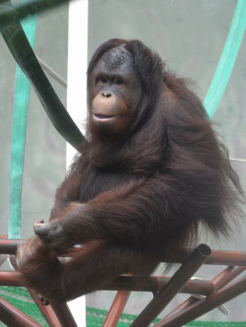 ボルネオオランウータン.JPG