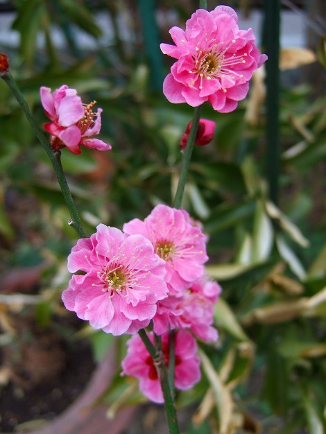 八重咲きの梅の花