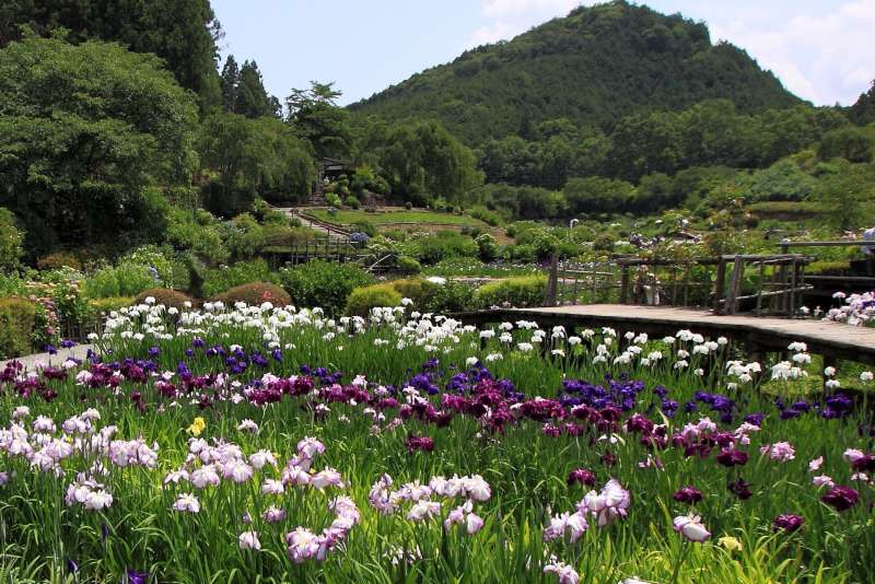 滝谷花しょうぶ園_002.jpg
