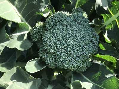 ブロッコリーにアブラムシ キャベツにヨトウムシが チョロミィの家庭菜園日記 楽天ブログ