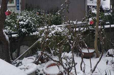 今朝の雪