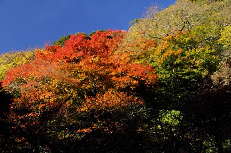 箕面公園_8-5.jpg