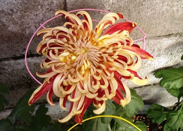 厚物 広物 管物大輪菊のオンパレード 花と蕎麦とリハビリと 楽天ブログ