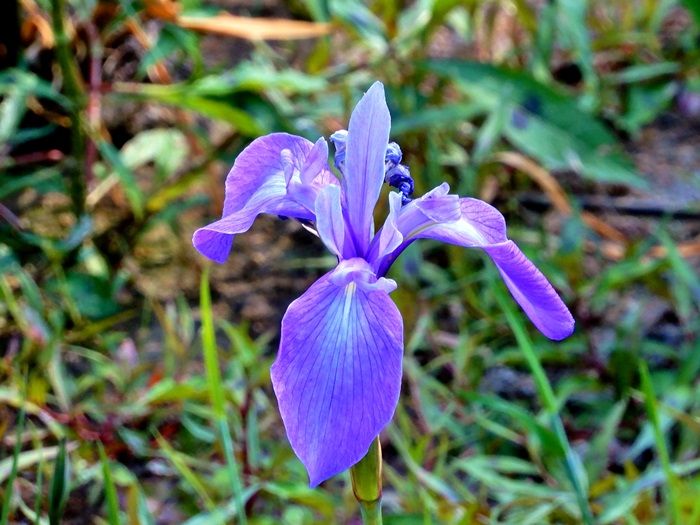 カキツバタ6