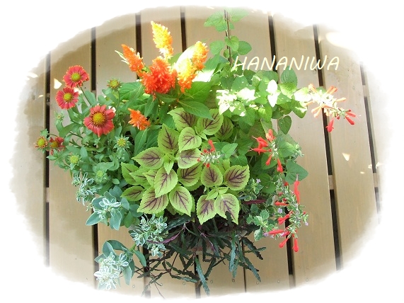 オレンジの寄せ植え上から.JPG