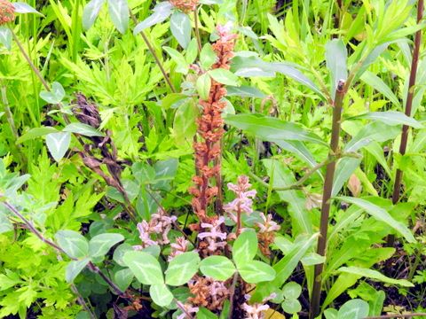 5ページ目の 花と園芸 三田のいのしし 見て歩き日記 楽天ブログ