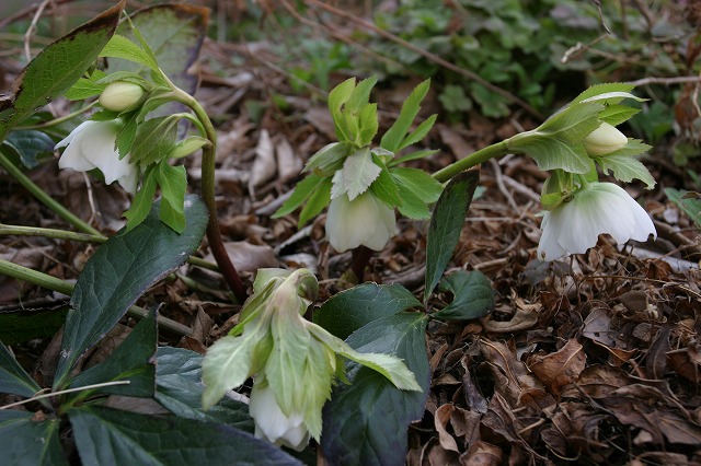 クリスマスローズ