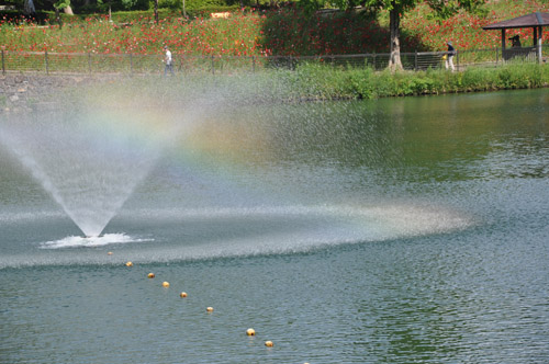 バラ１