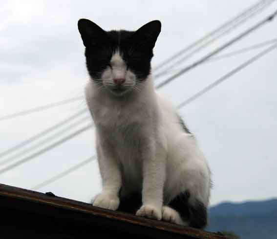 我が家のニャンコ♪2013/7/17-2