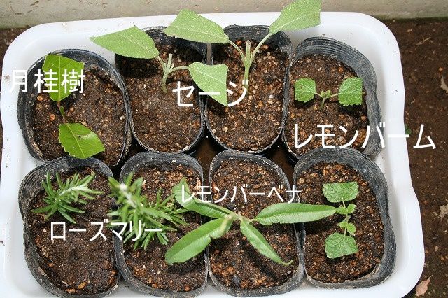 ハーブの挿し木 楽しい庭作り 楽天ブログ