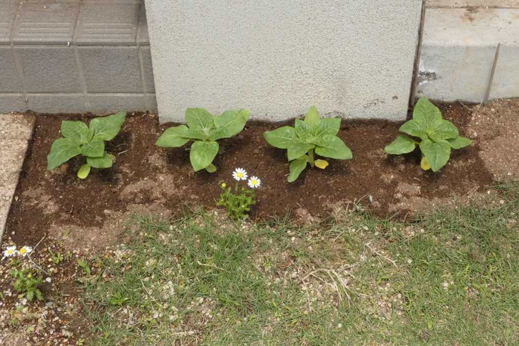 515