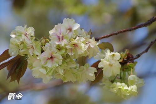 浜離宮恩賜庭園の八重桜