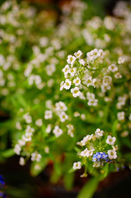 スイートアリッサムの花