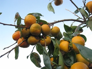 IMG_8198 縮小 - コピー.jpg