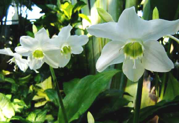 植物園（アマゾンりりー）.jpg