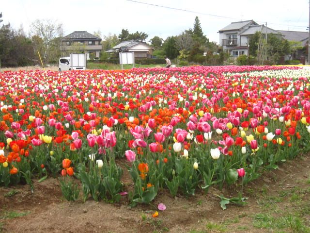 4 12 スパイク散歩 稲敷市浮島 和田公園 でチューリップを見る ばくんと愛犬スパイク 楽天ブログ