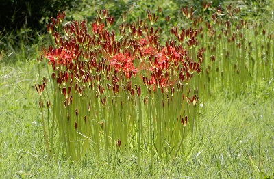 ヒガンバナ (2).JPG