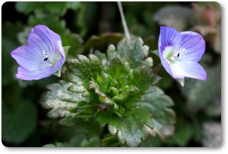 大乗寺丘陵公園-6 オオイヌノフグリ-2 14.3.17