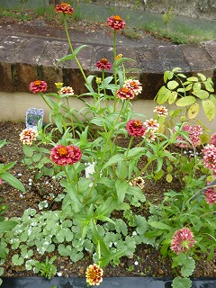 P1240677ss.jpg