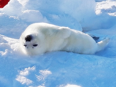 マドレーヌ島　タテゴトあざらし　赤ちゃん　仰向け