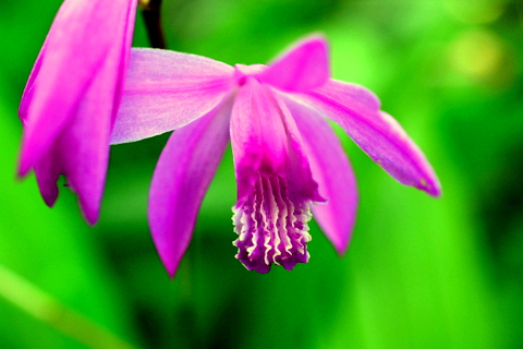 シラン(紫蘭)の花が庭で満開になりました。縦横斜めいろいろ写真と撮り、次いでその花の成り立ちも調べてみました。 | 三田のいのしし 見て歩き ...