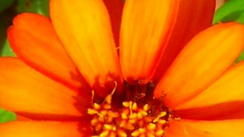 20160724百日草24-2