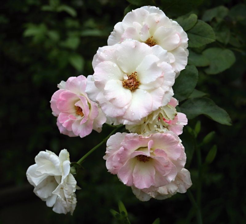 最新マチルダ 花 最高の花の画像