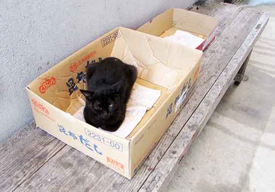 我が家のニャンコ♪2015/9/11-2