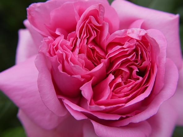 ローズ・ポンパドゥール