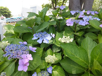 Flower96