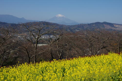 吾妻山公園