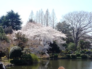 sakura4.JPG