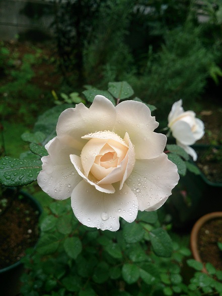 DSC_0043.jpg