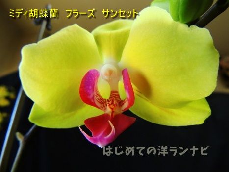 6か月花が絶えないミディ胡蝶蘭フラーズサンセットの記録 はじめての洋ランナビ 楽天ブログ