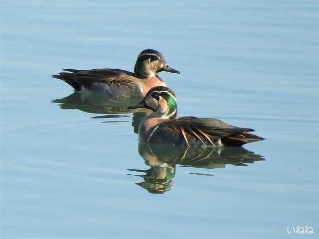 トモエガモ2020年11月17日