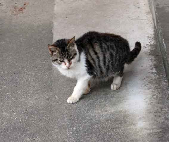 我が家のニャンコ♪2013/12/7-3