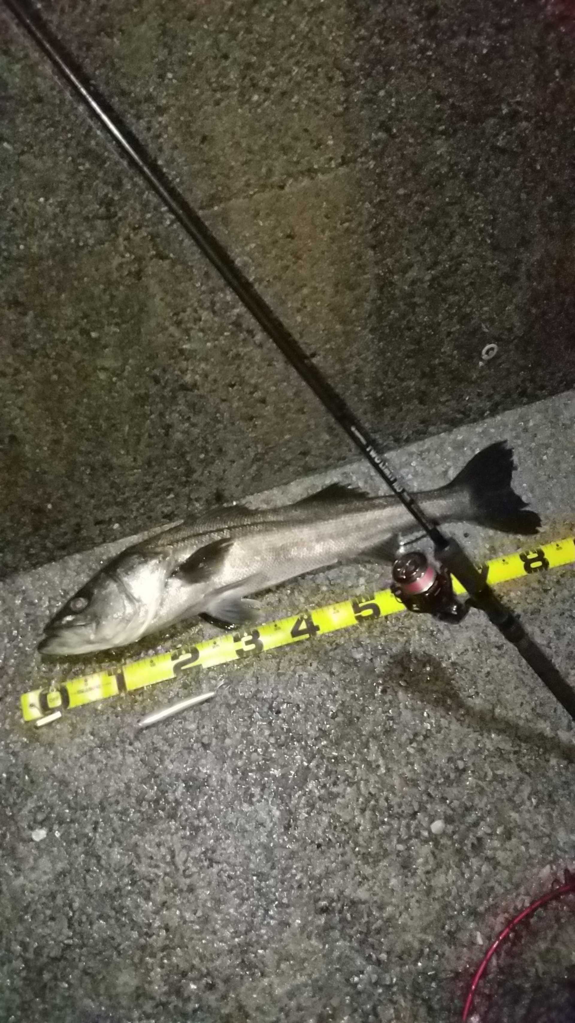 新着記事一覧 サメジの釣り暮らし 楽天ブログ