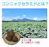 コンニャク.jpg