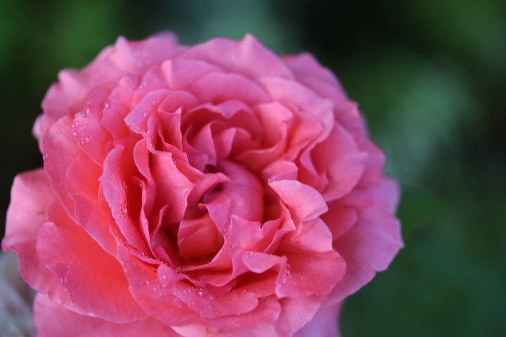 エブリンとプリンセスヴェール Searching My Garden 楽天ブログ