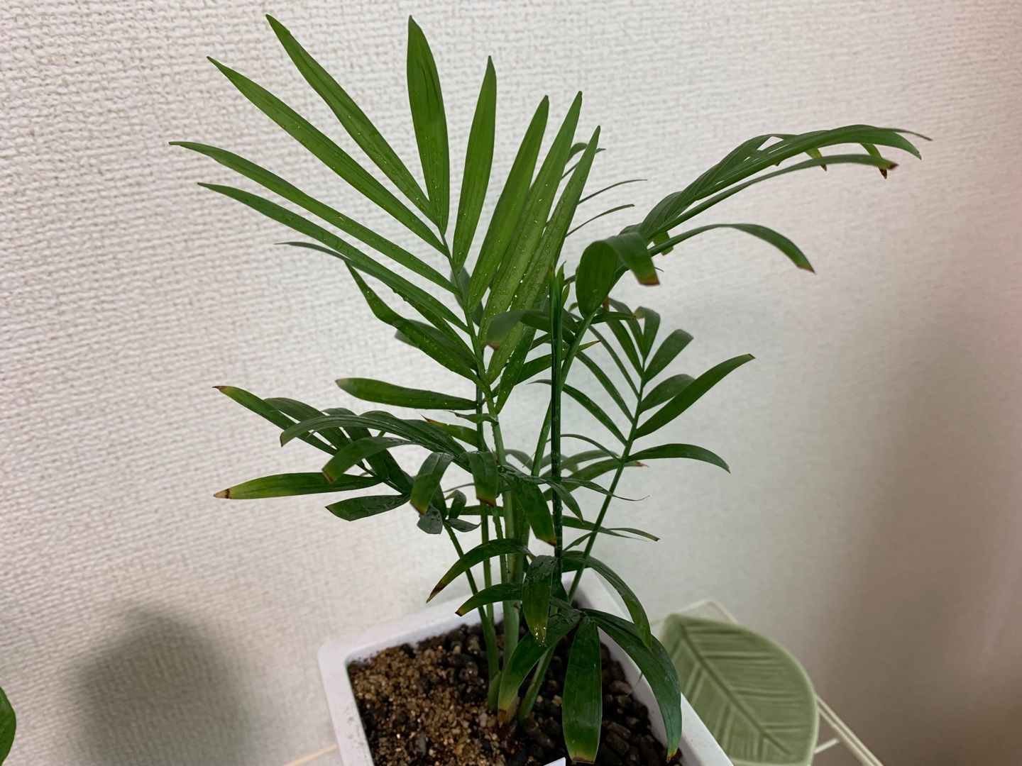 テーブルヤシ 虫嫌いの植物係 楽天ブログ