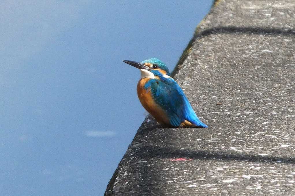 515