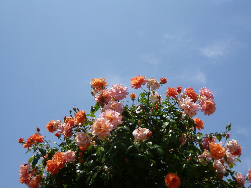 P1100711(1).JPG