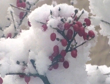 20130428雪解けて春来るらし.jpg