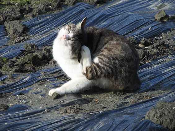 我が家のニャンコ♪2016/2/01-01