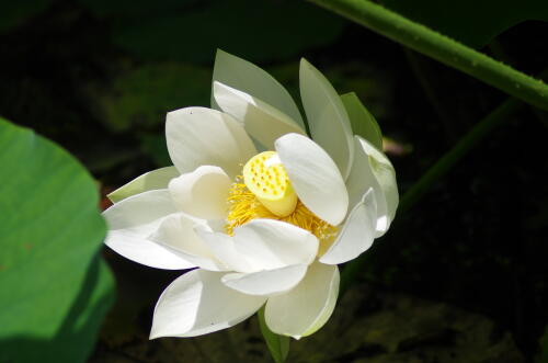 昭和記念公園のハスの花