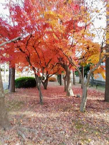 城下公園の紅葉 まこの部屋 楽天ブログ