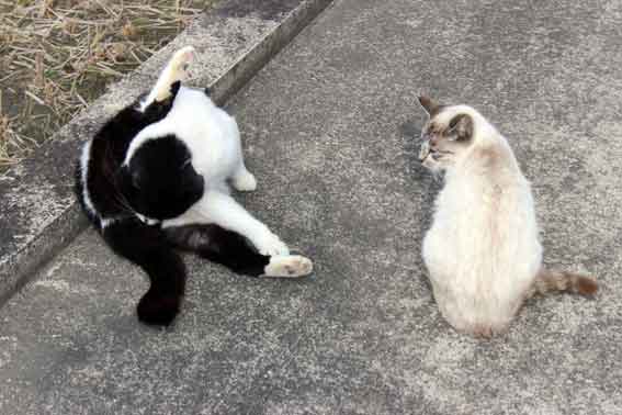 我が家のニャンコ♪2014/01/25-2