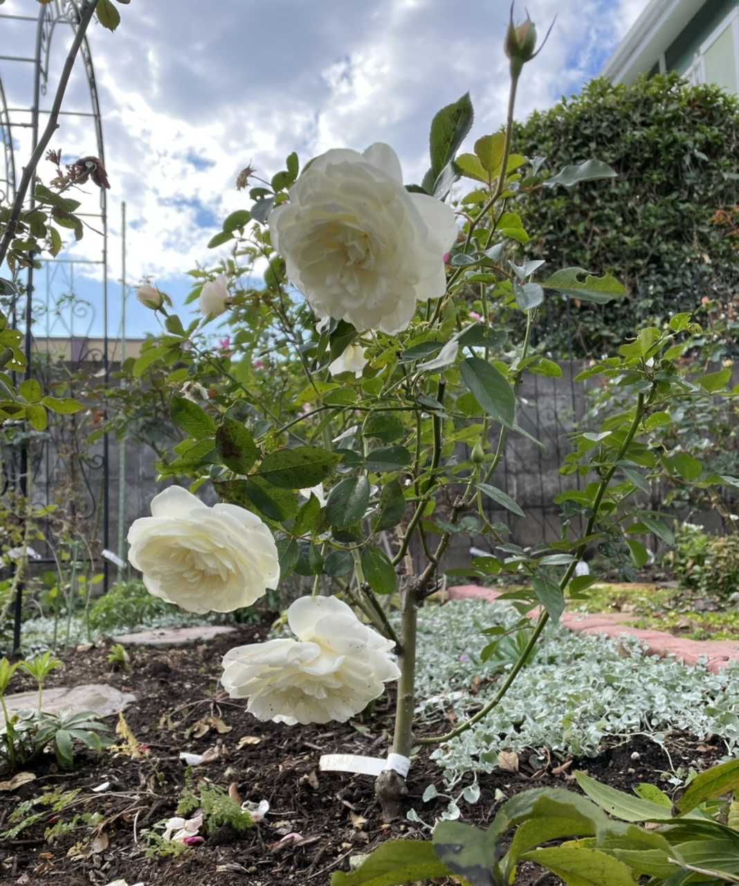 地植えバラの移動案件 ばらと猫とフラメンコ 楽天ブログ