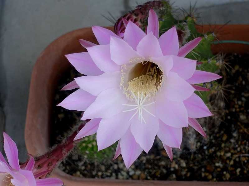 5月25日 今日の一花 その２ サボテン カセイマル 花盛丸 Gazengamaのブログ 散歩中に出合った花と趣味の陶芸作品 楽天ブログ