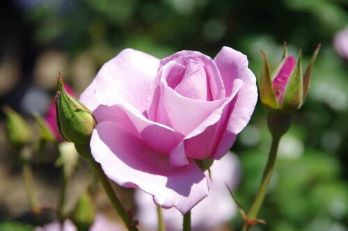 谷津バラ園のバラの花